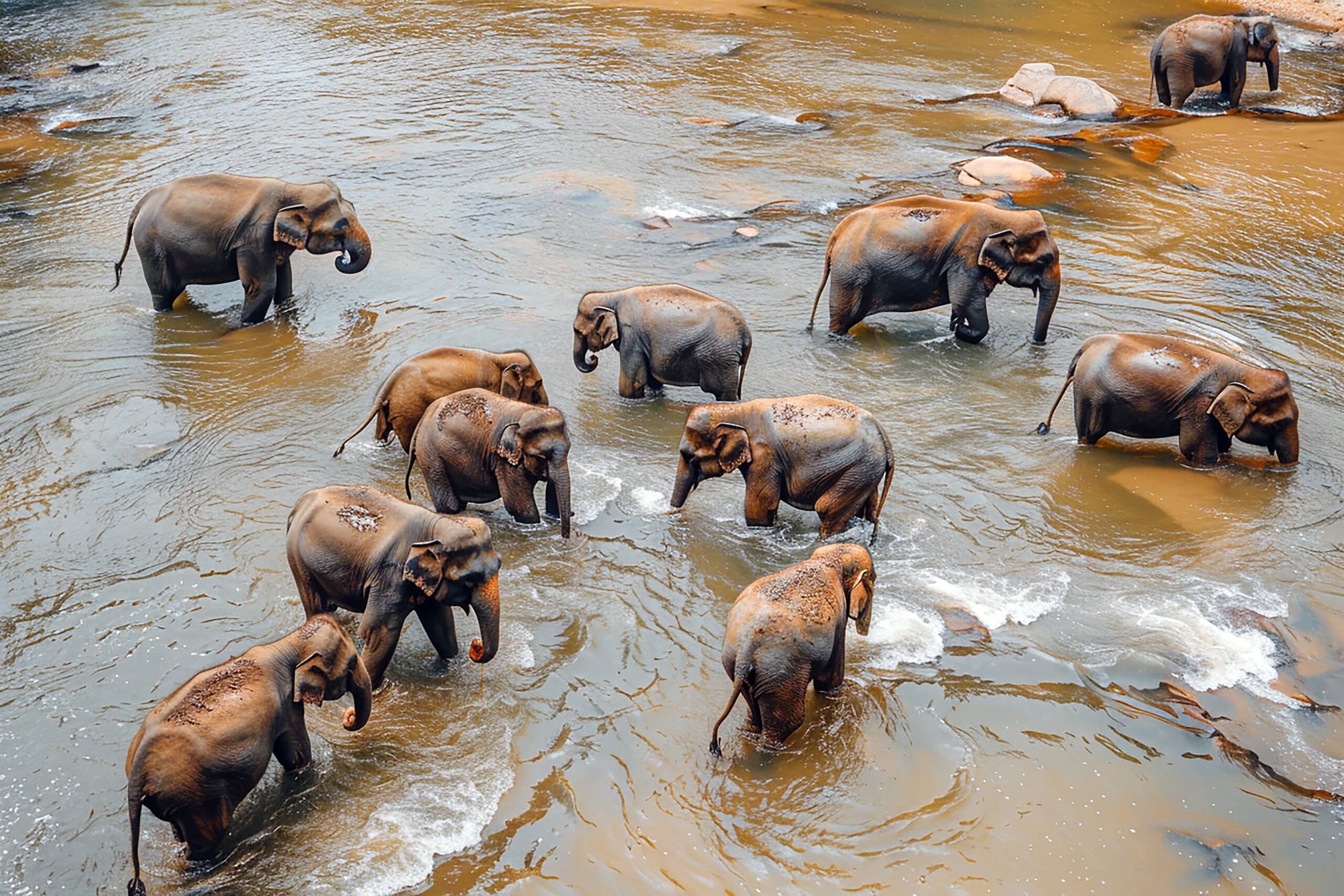 elephants-are-river-with-bathing