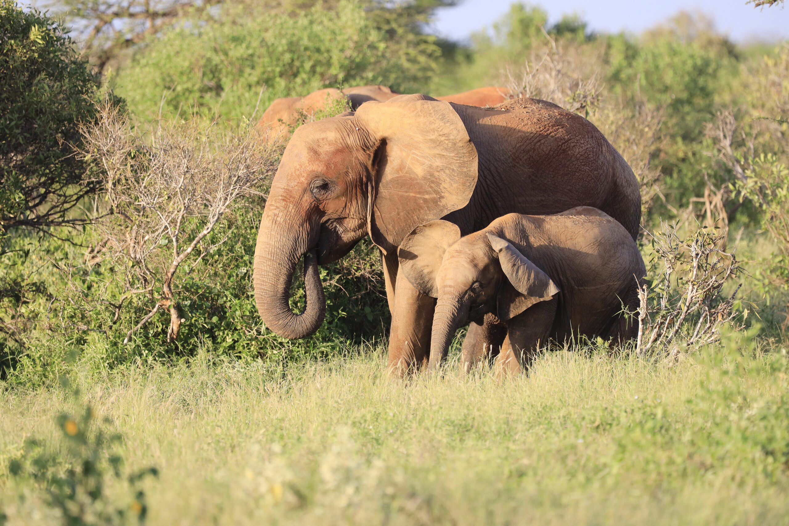 Elephants standing next to each other in Tsavo East National park, Kenya