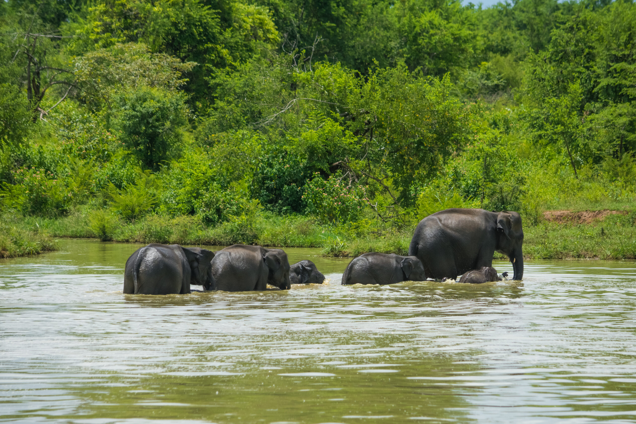 wild-elephants-udawalawa-yala-national-park-sri-lanka